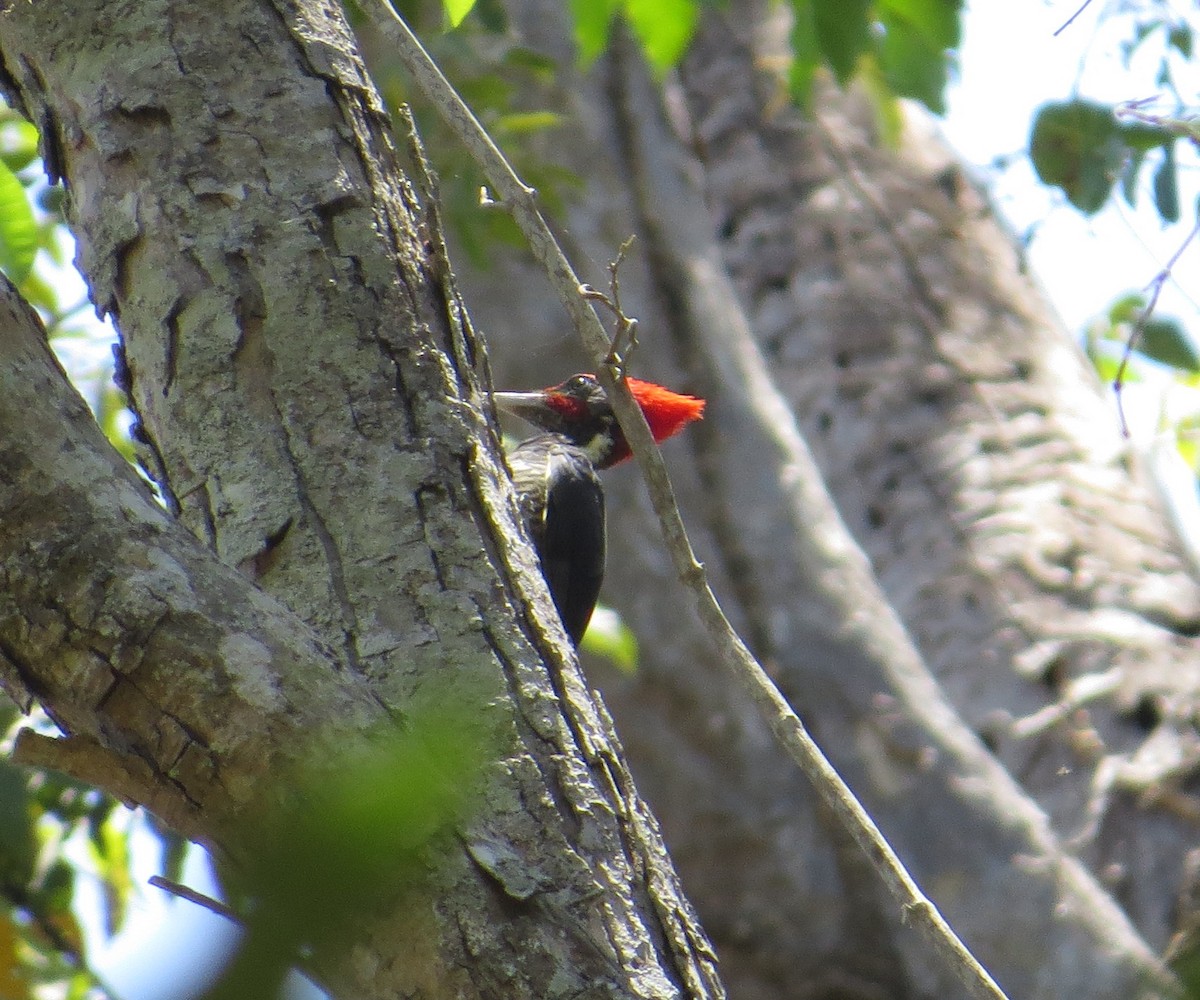 Lineated Woodpecker - Brittany O'Connor