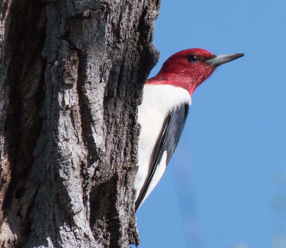 Red-headed Woodpecker - Ann Mossman