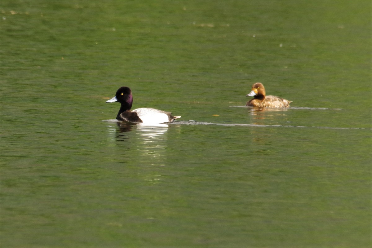 Greater Scaup - Don Manson