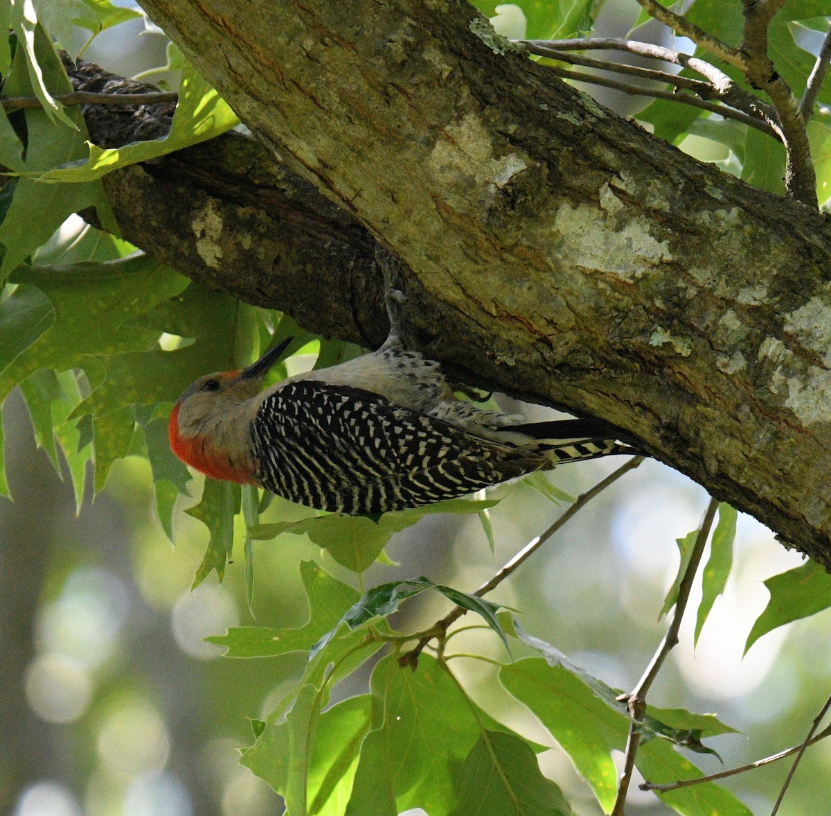 Red-bellied Woodpecker - ML158840531