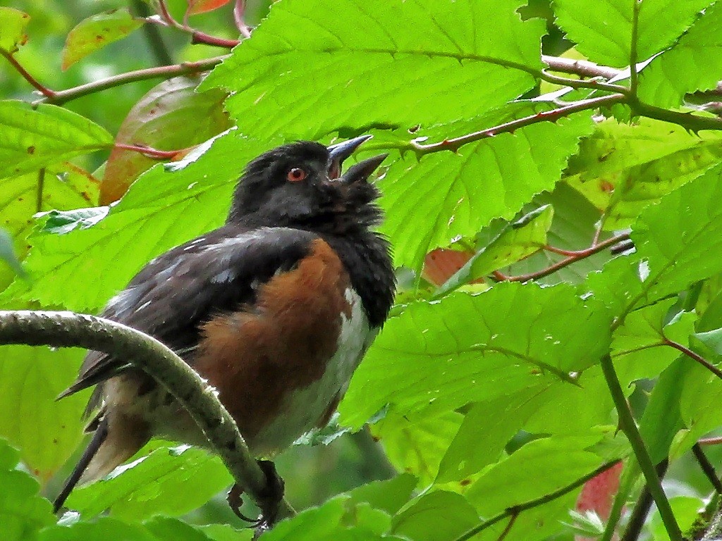 Spotted Towhee - Andrew Ray