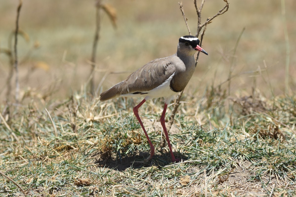 Crowned Lapwing - ML158845411