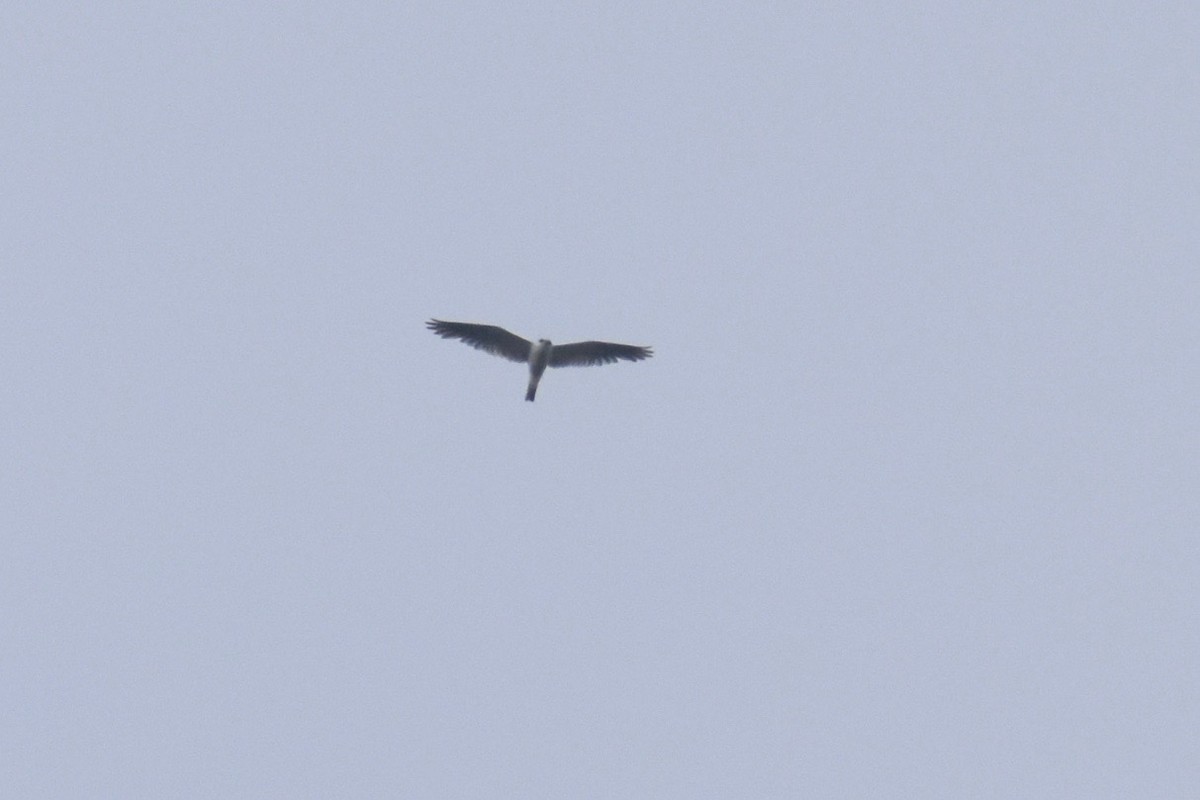 White-tailed Kite - ML158847391