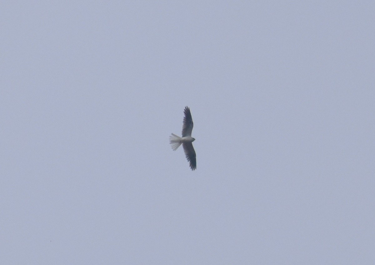 White-tailed Kite - ML158847401