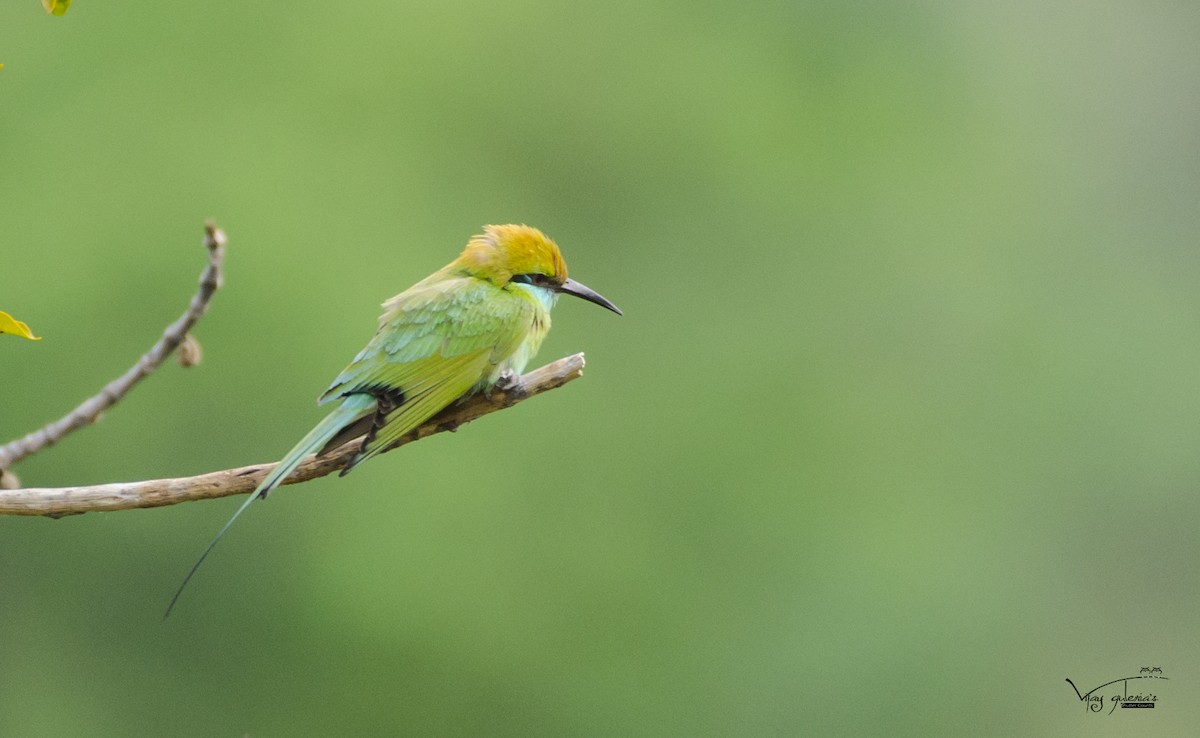 Asian Green Bee-eater - vijay kumar