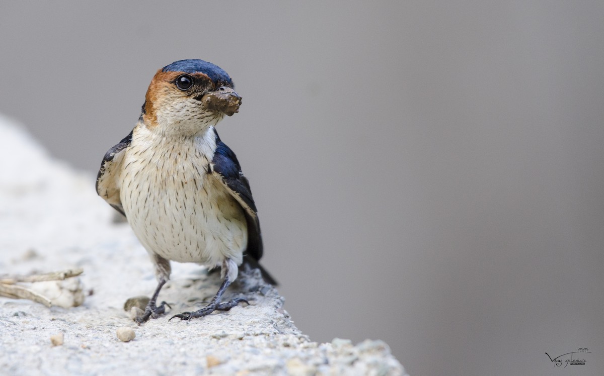 Red-rumped Swallow - ML158850011