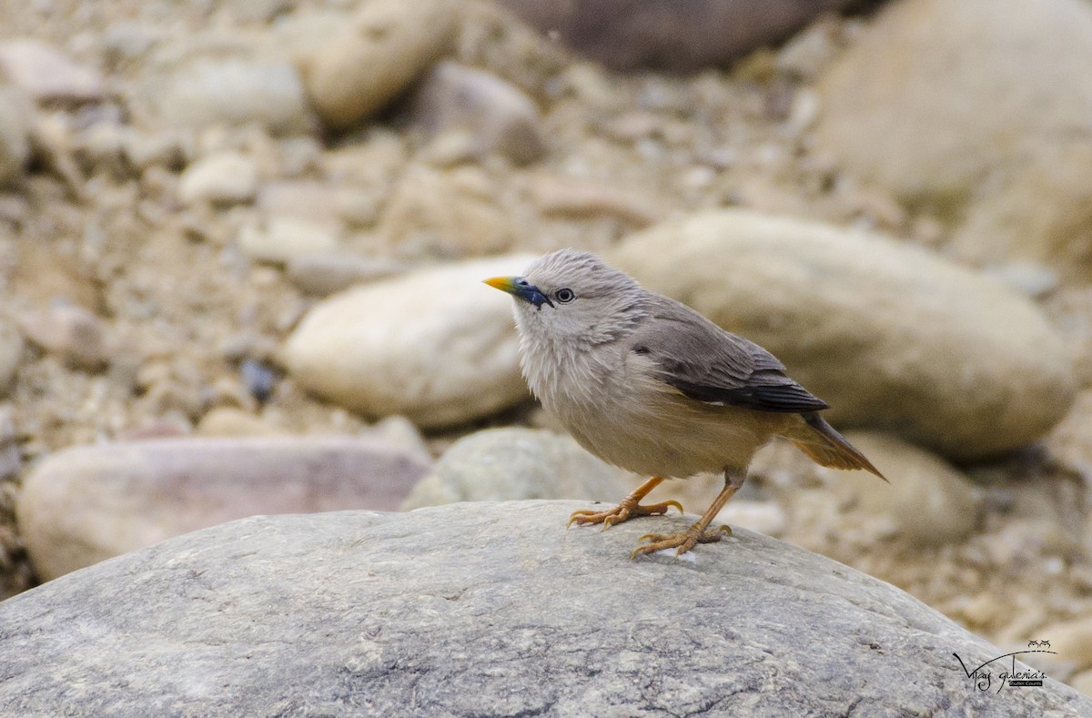 Chestnut-tailed Starling - ML158850031