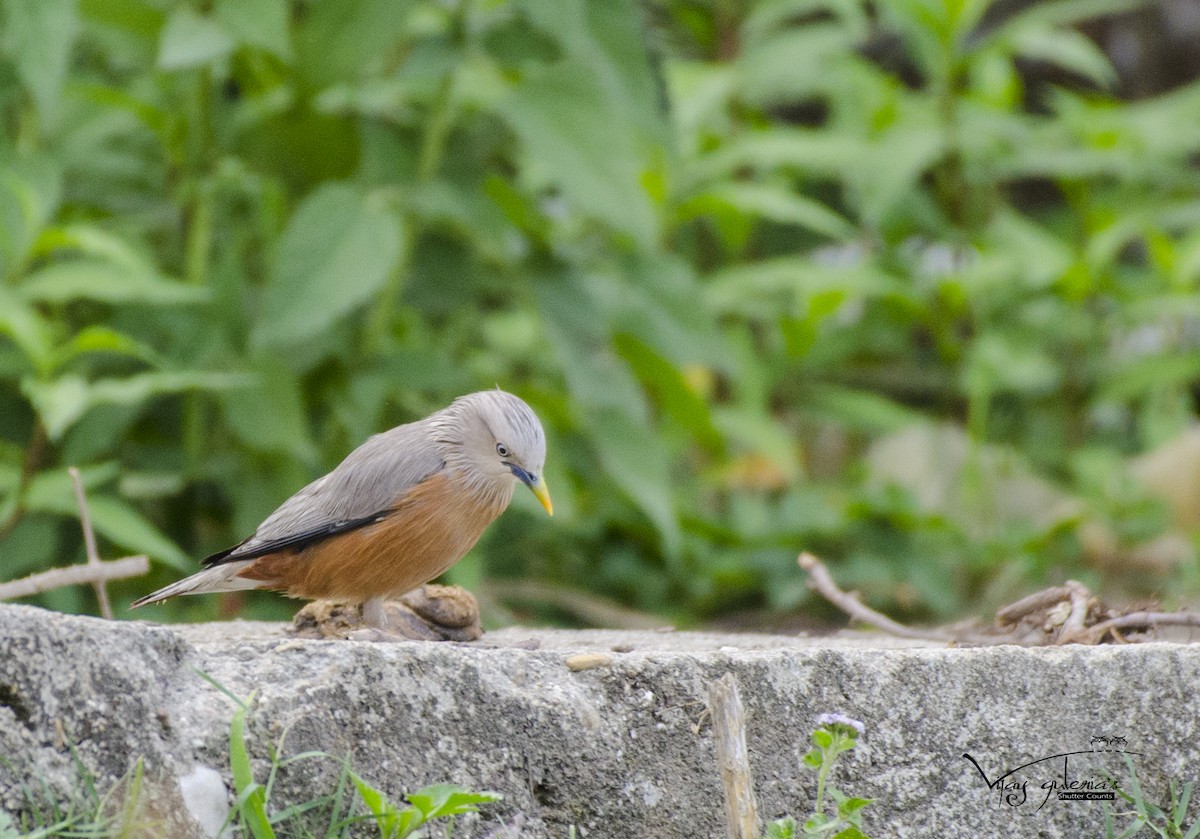 Chestnut-tailed Starling - ML158850081