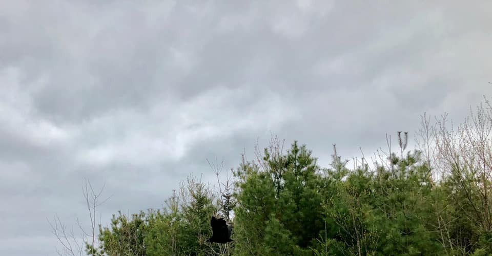 Black Vulture - Nova Scotia Bird Records