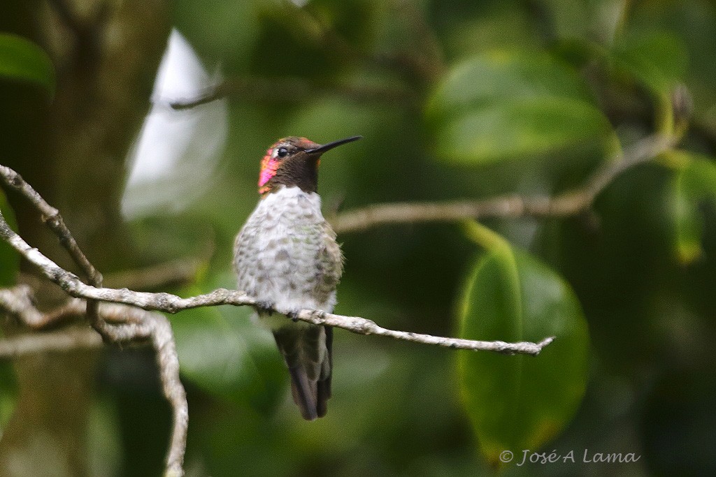 Anna's Hummingbird - ML158858371