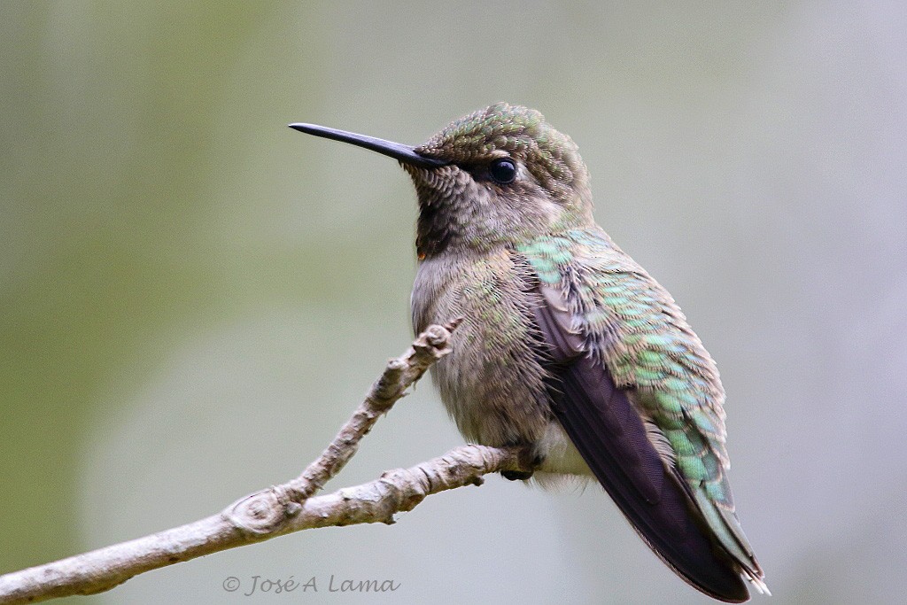 Anna's Hummingbird - ML158858381
