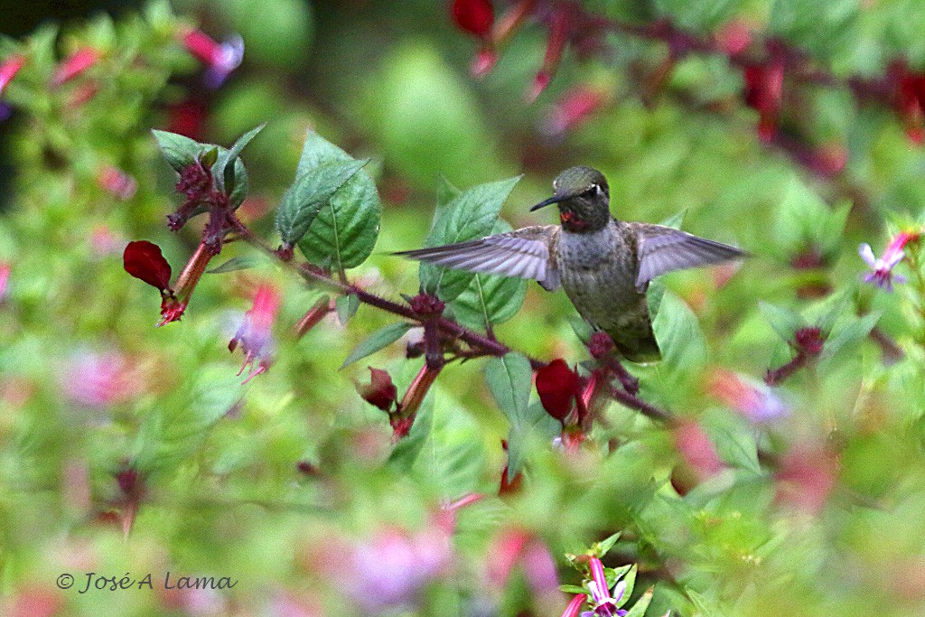 Anna's Hummingbird - Jose Antonio Lama
