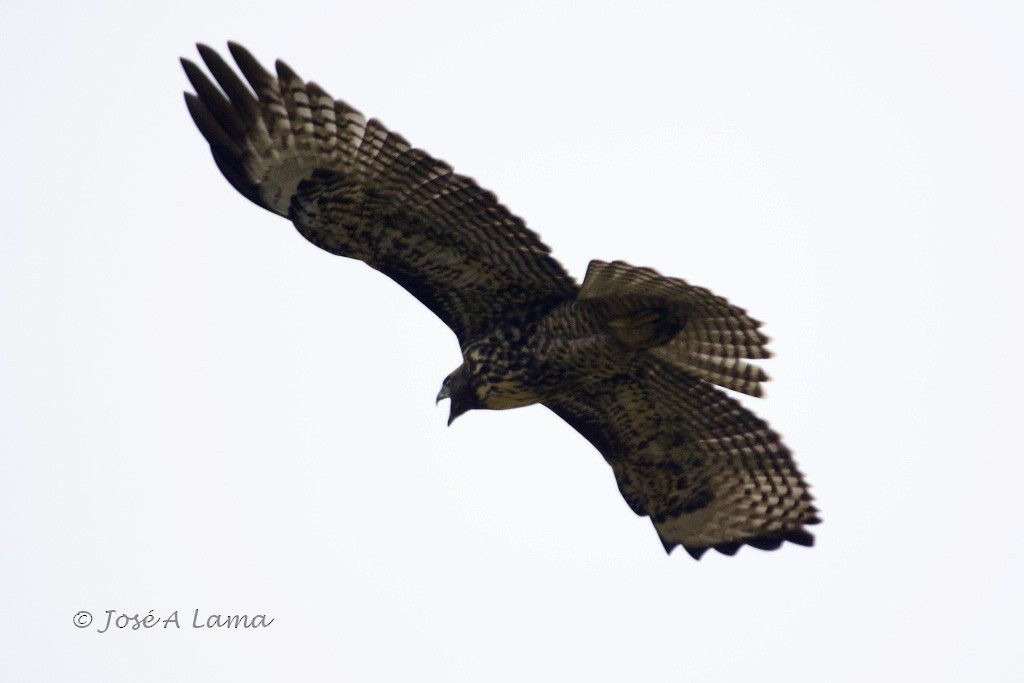 Red-tailed Hawk - ML158858401