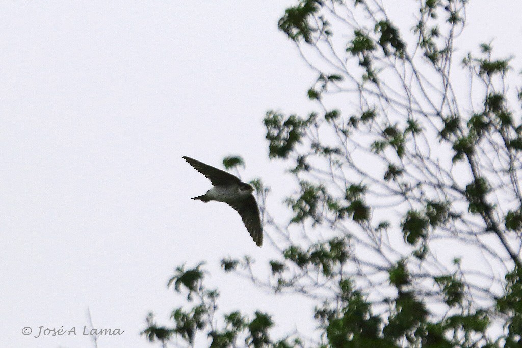 Violet-green Swallow - Jose Antonio Lama