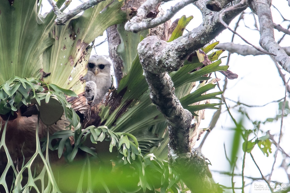 Spot-bellied Eagle-Owl - ML158858511