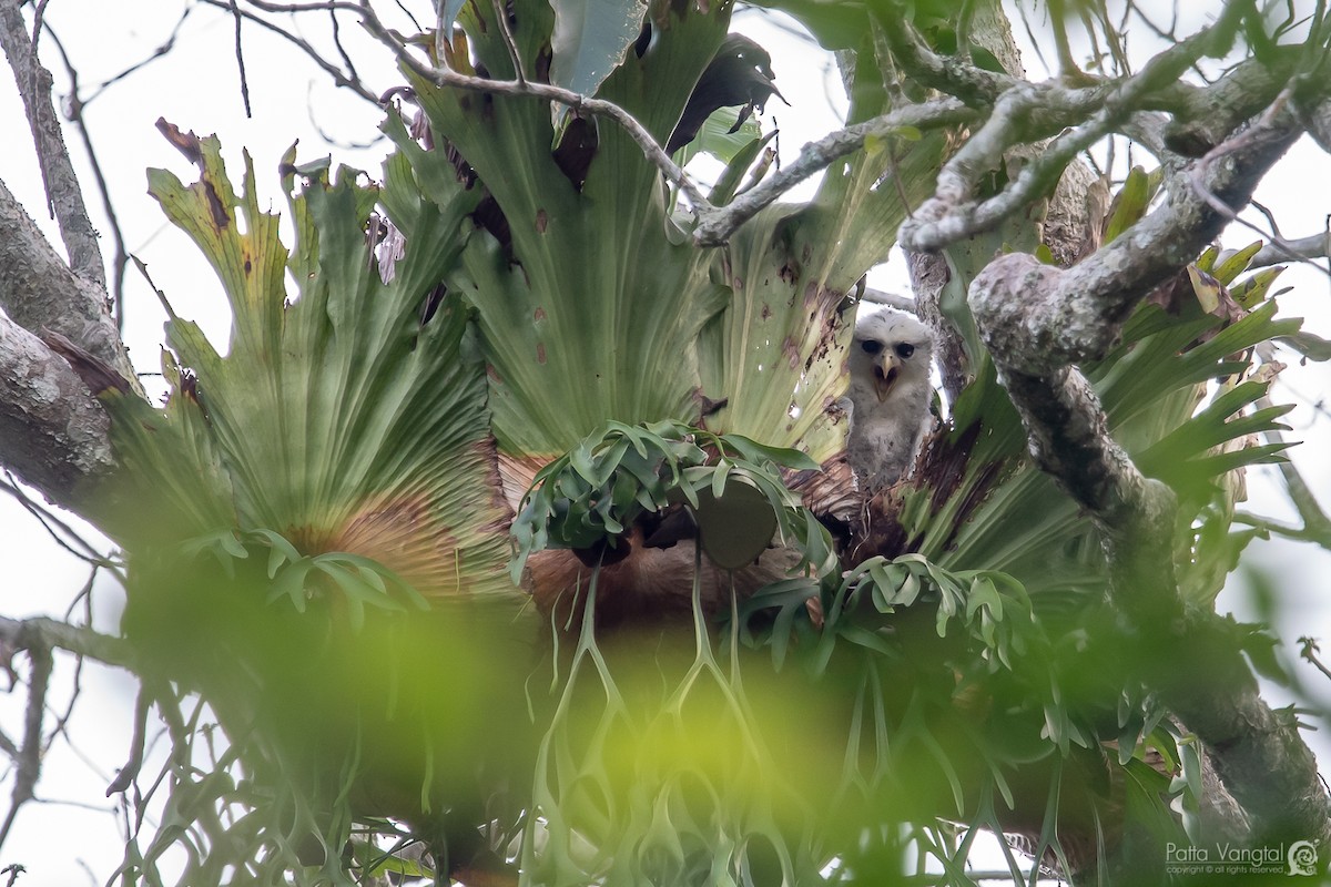 Spot-bellied Eagle-Owl - Pattaraporn Vangtal