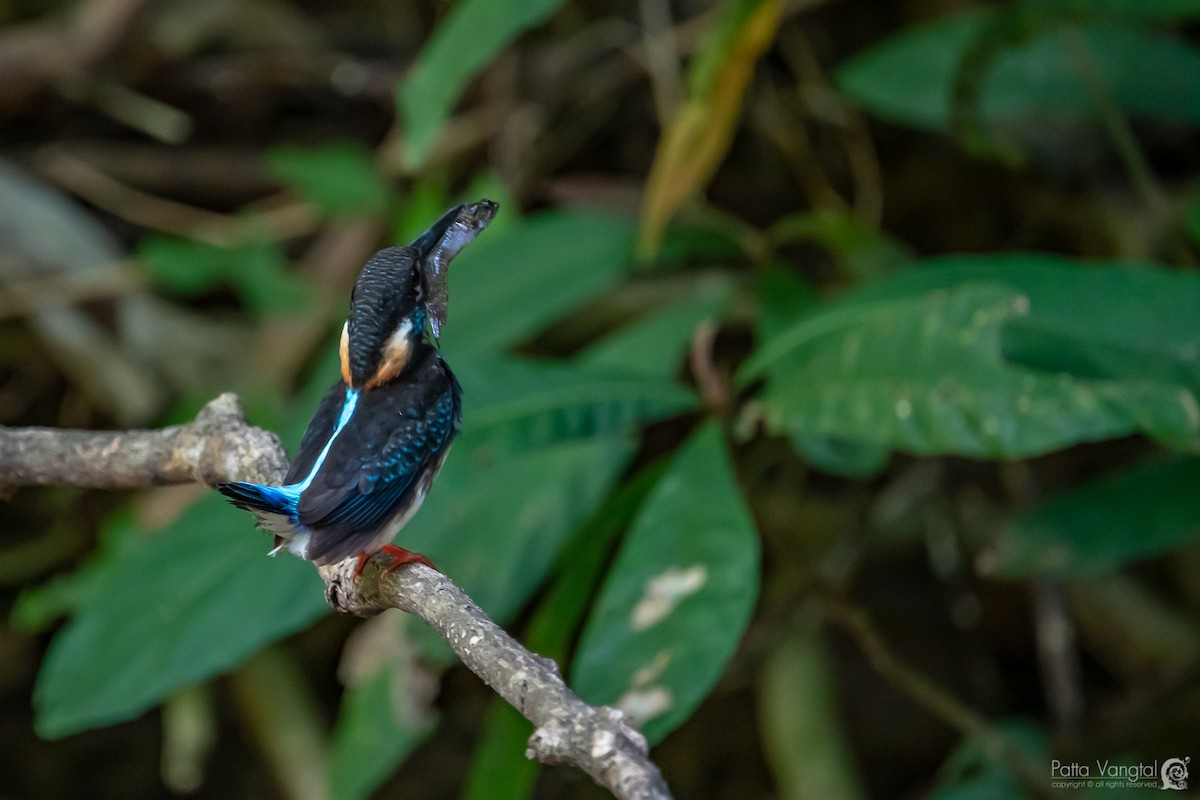 Malaysian Blue-banded Kingfisher - Pattaraporn Vangtal