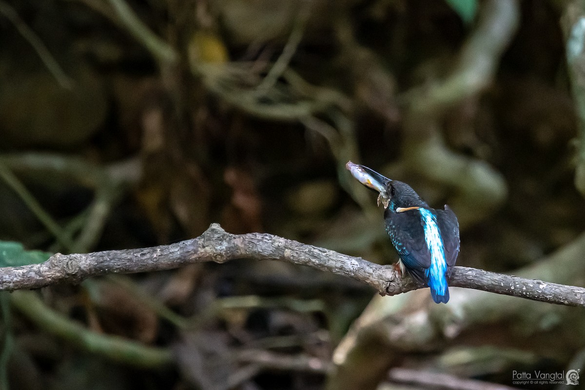 Malaysian Blue-banded Kingfisher - ML158858581