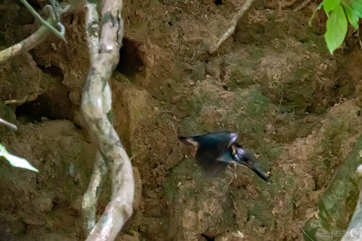 Malaysian Blue-banded Kingfisher - ML158858591