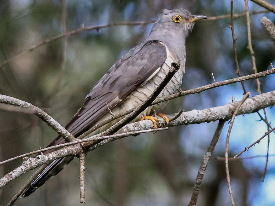 Oriental Cuckoo eBird