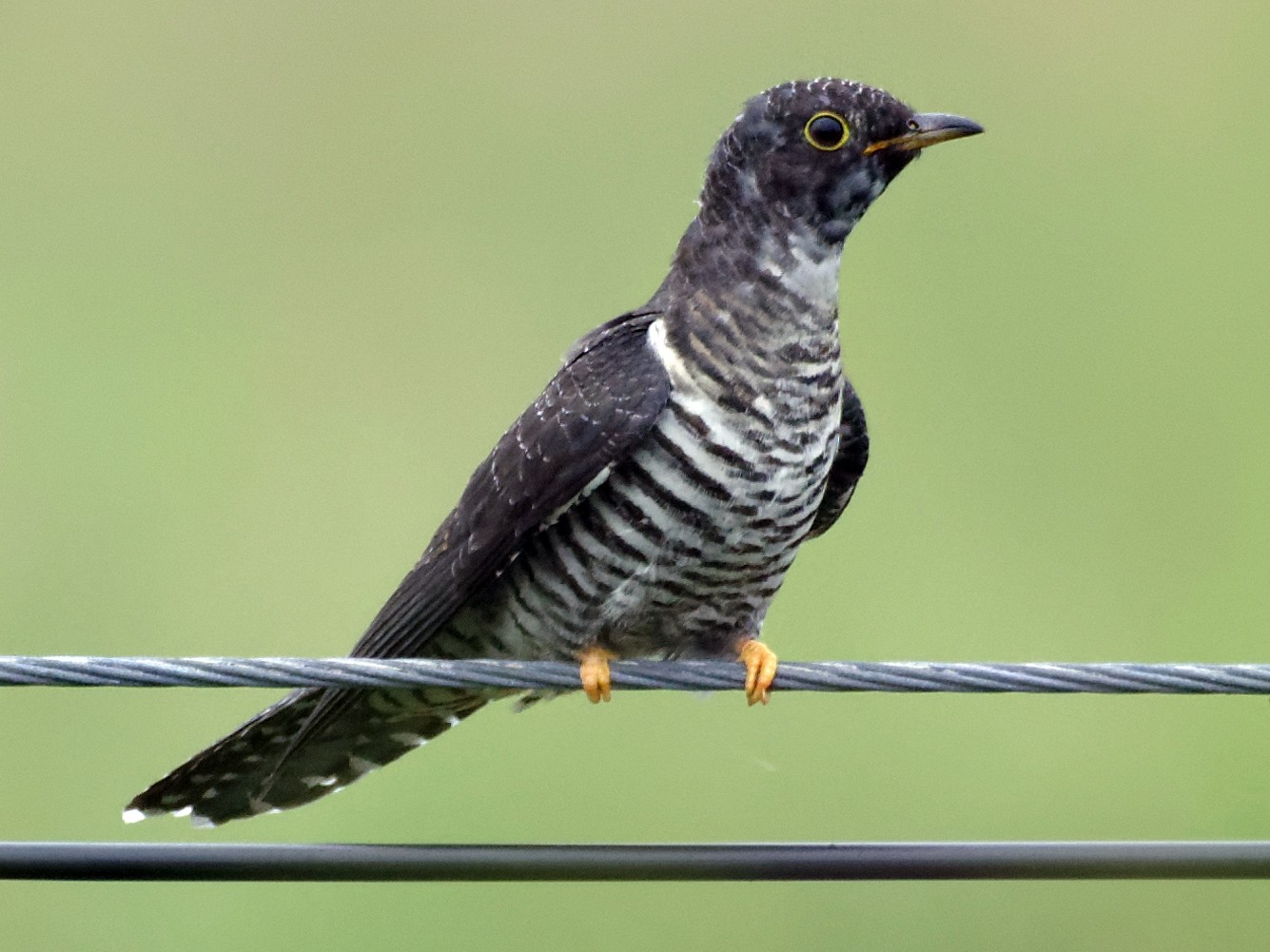 Oriental Cuckoo - Vincent Wang