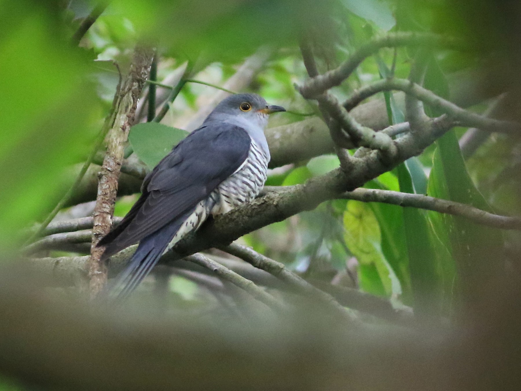 Oriental Cuckoo - Ko Cheng