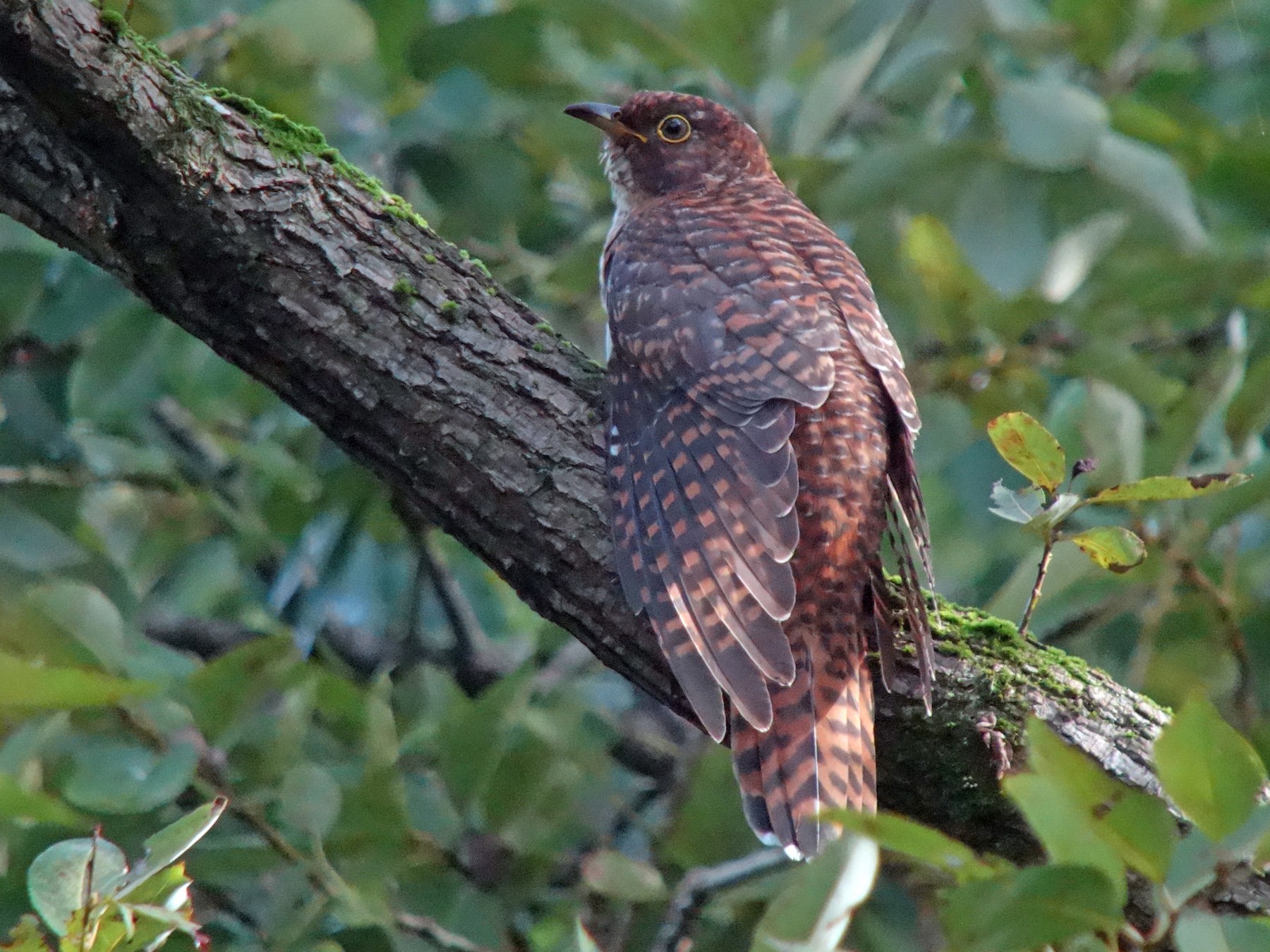 Oriental Cuckoo - Tomohiro Iuchi