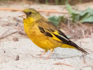  - Oriental Greenfinch