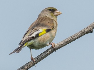  - Oriental Greenfinch