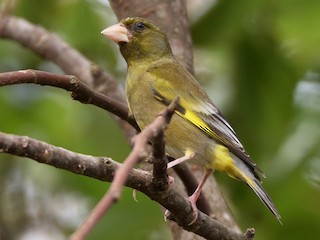  - Oriental Greenfinch (Bonin)