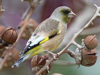  - Oriental Greenfinch