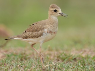นกเต็มวัยชุดขนนอกฤดูผสมพันธุ์ - Supaporn Teamwong - ML158860591