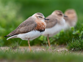 繁殖期の成鳥 - Craig Brelsford - ML158860641