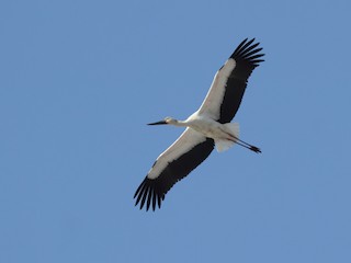 コウノトリ - eBird