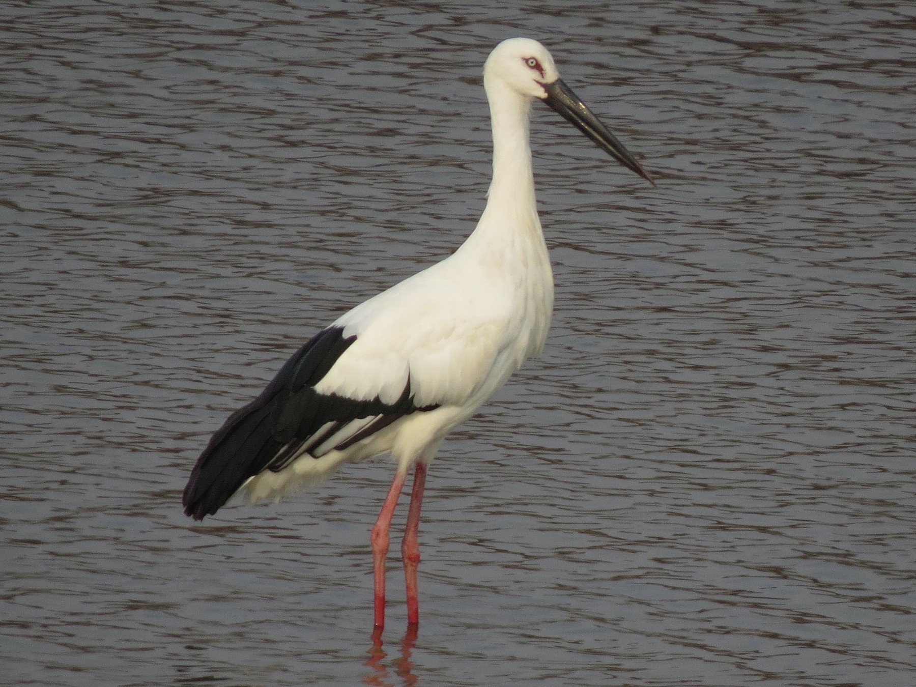 Oriental Stork - 