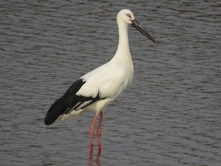  - Oriental Stork