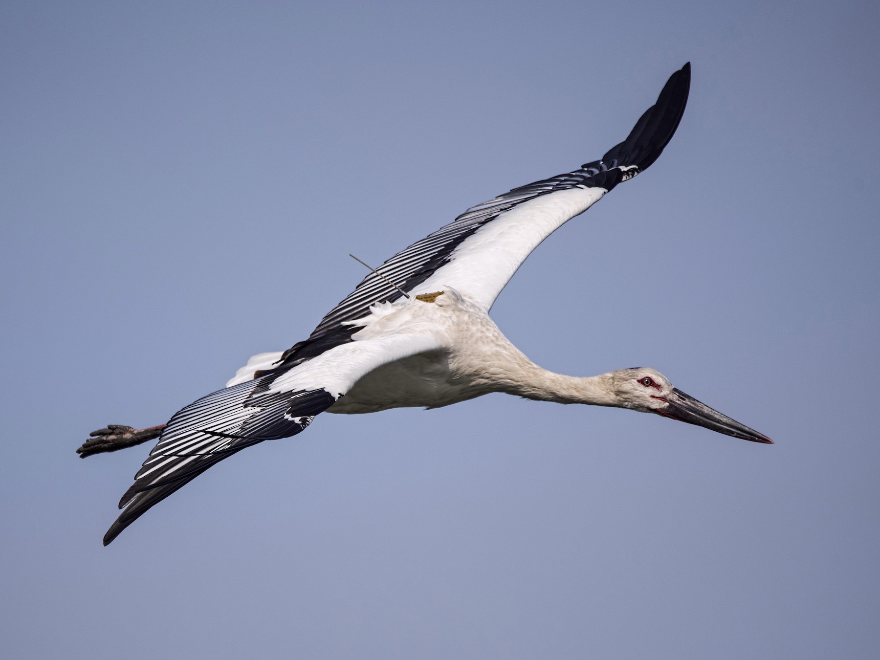 Oriental Stork - Carlos Ibañez
