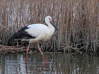 コウノトリ - eBird