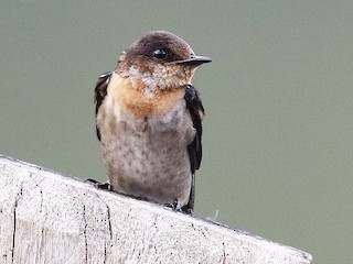 リュウキュウツバメ - eBird