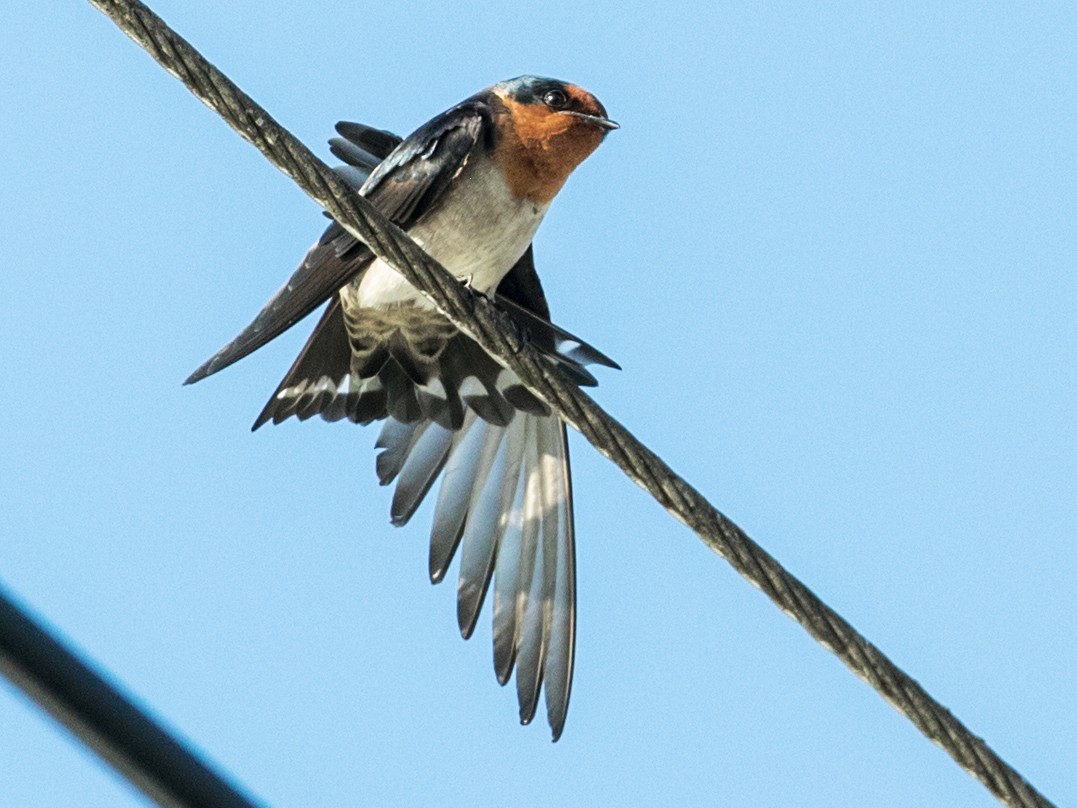 Pacific Swallow - Nick Athanas