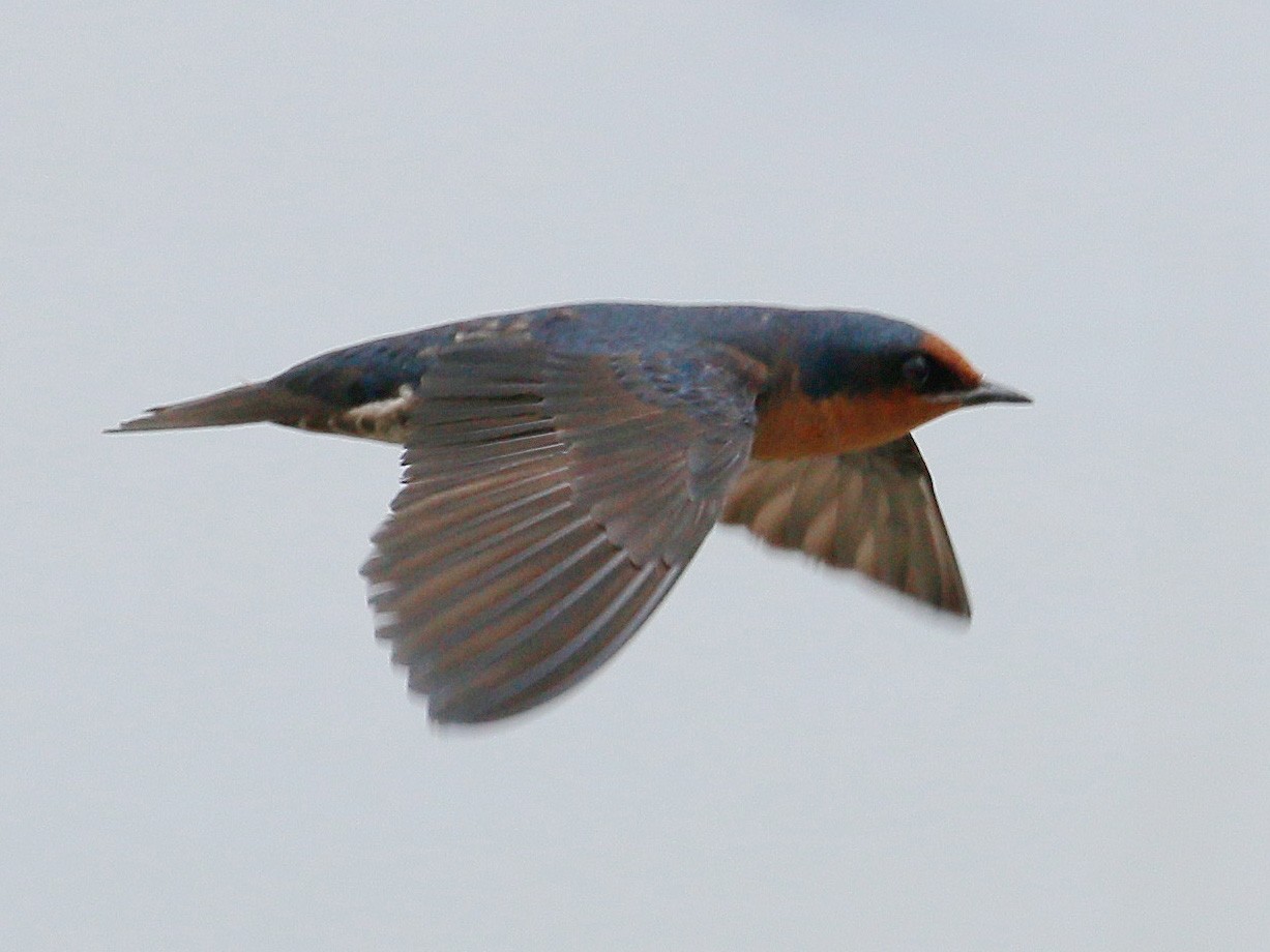 Pacific Swallow - Neoh Hor Kee