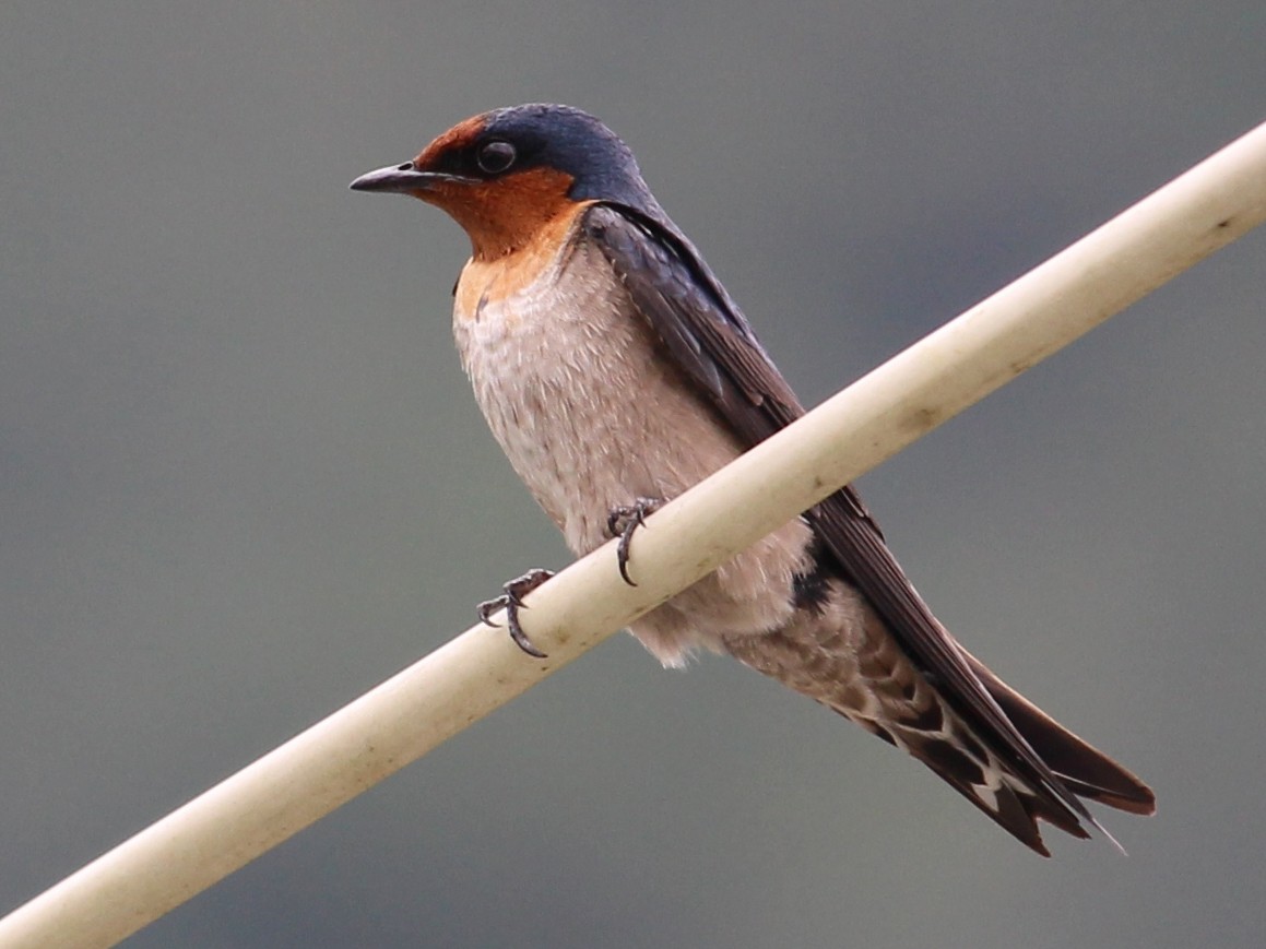 Pacific Swallow - Bruno Durand