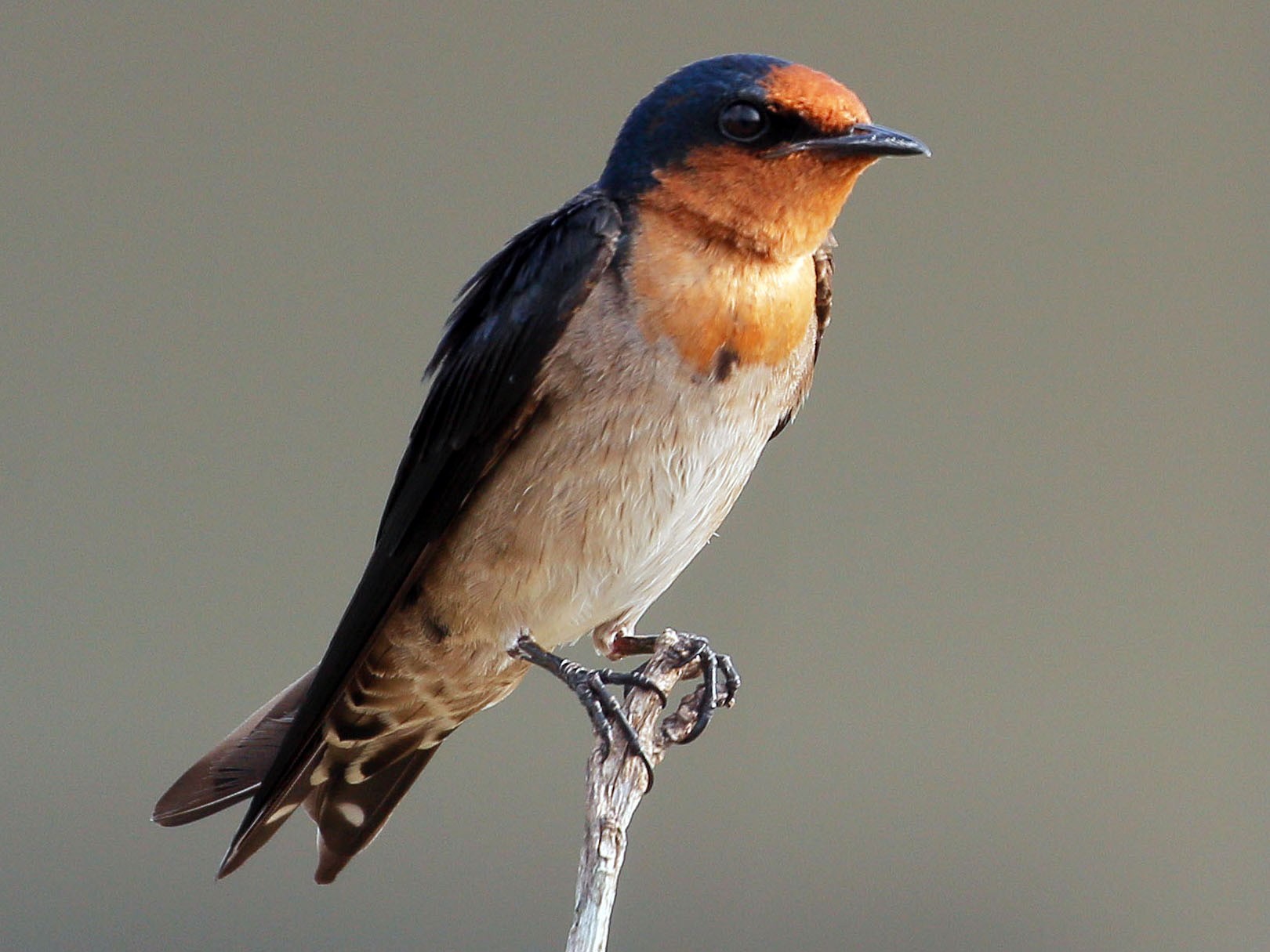 Pacific Swallow - Neoh Hor Kee