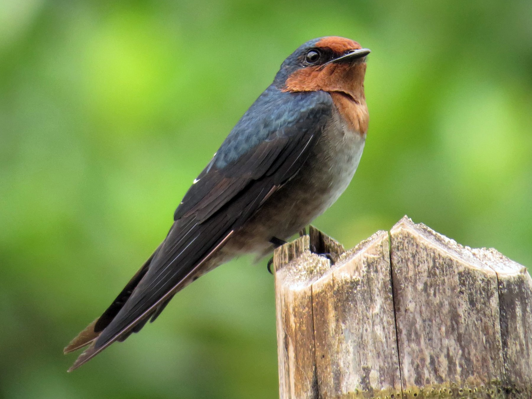 Pacific Swallow - George Inocencio