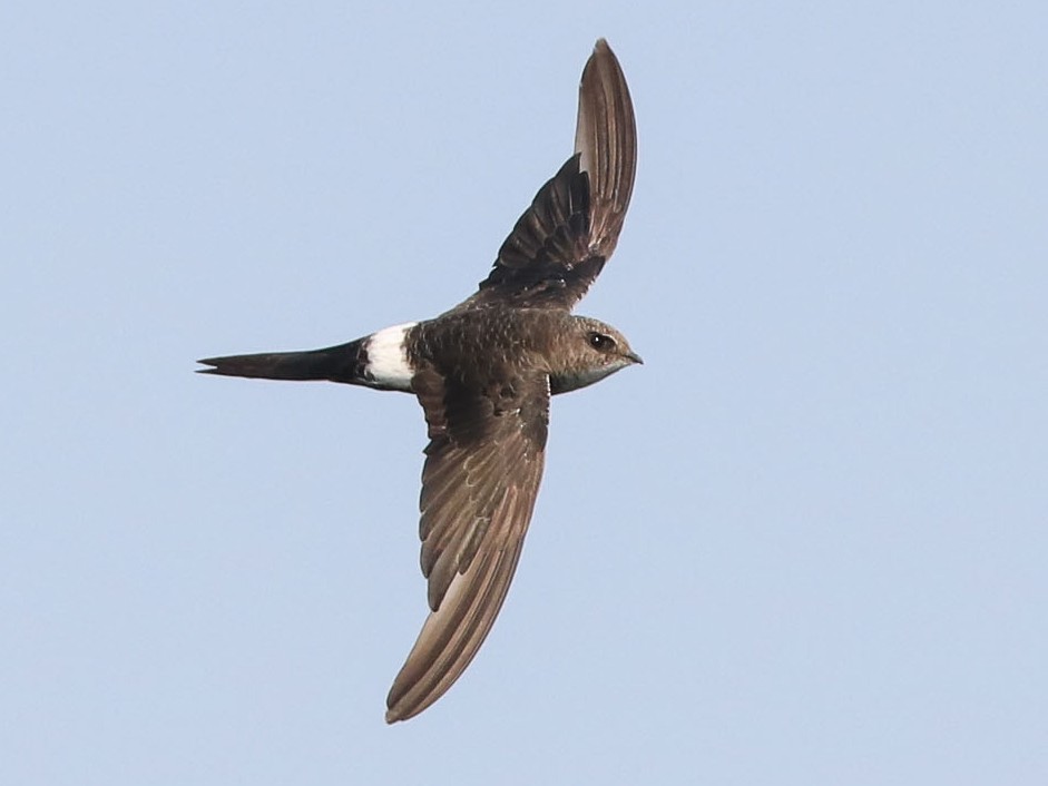 Pacific Swift - eBird