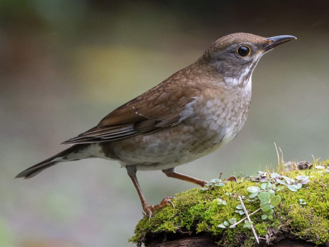 Pale Thrush - Kai Pflug