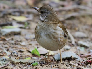 シロハラ - eBird