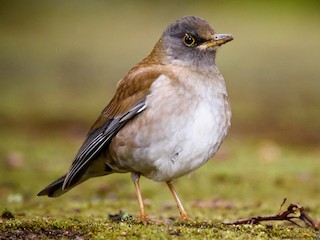 シロハラ シロハラ - eBird