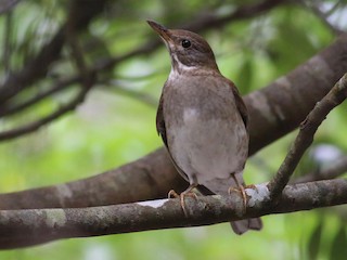 シロハラ - eBird