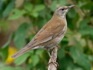 シロハラ - eBird